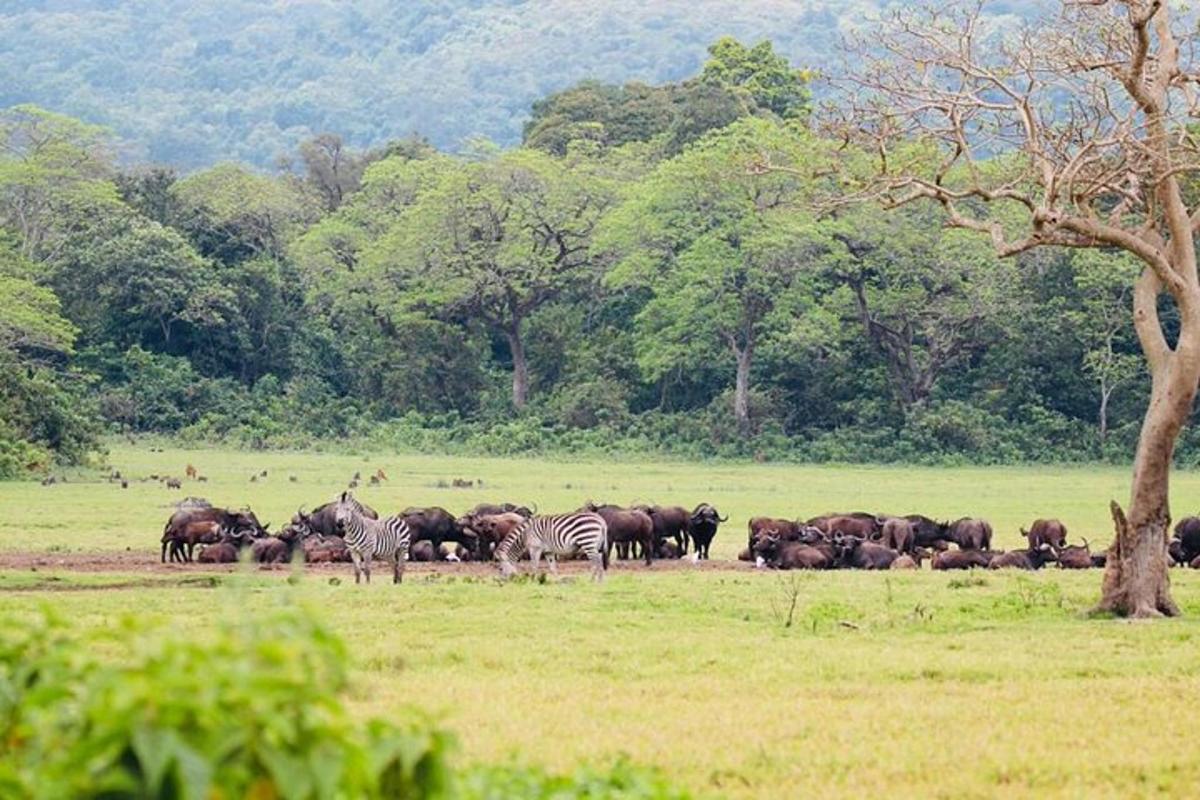 uma manada de zebras e outros animais em um campo