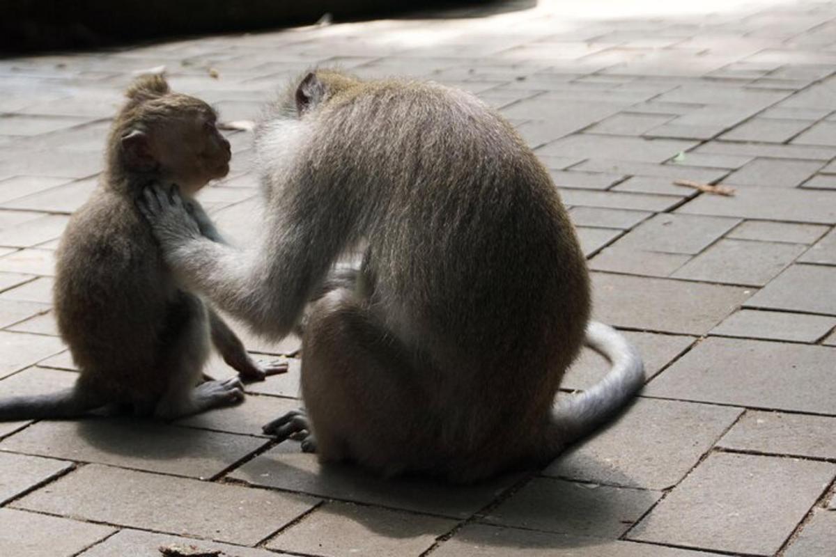 dua ekor monyet duduk di atas tanah bermain sesama sendiri