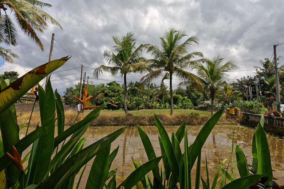un campo con palme e uno specchio d'acqua