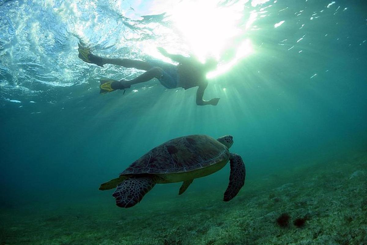 osoba plavající vedle želvy v oceánu