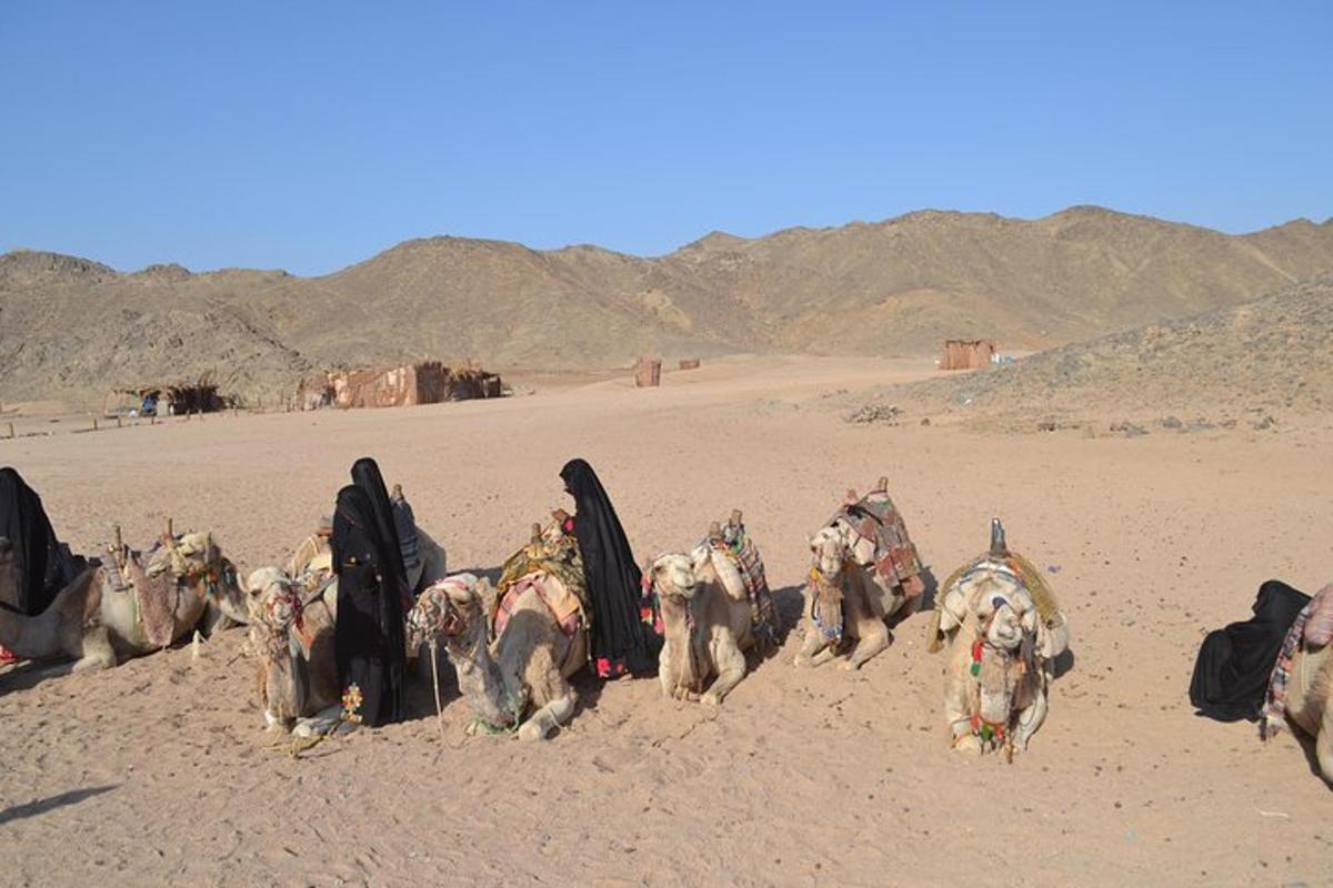 un gruppo di animali seduti nel deserto