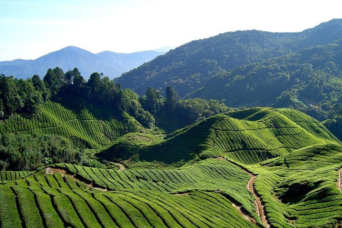 an aerial view of a green hillside with trees