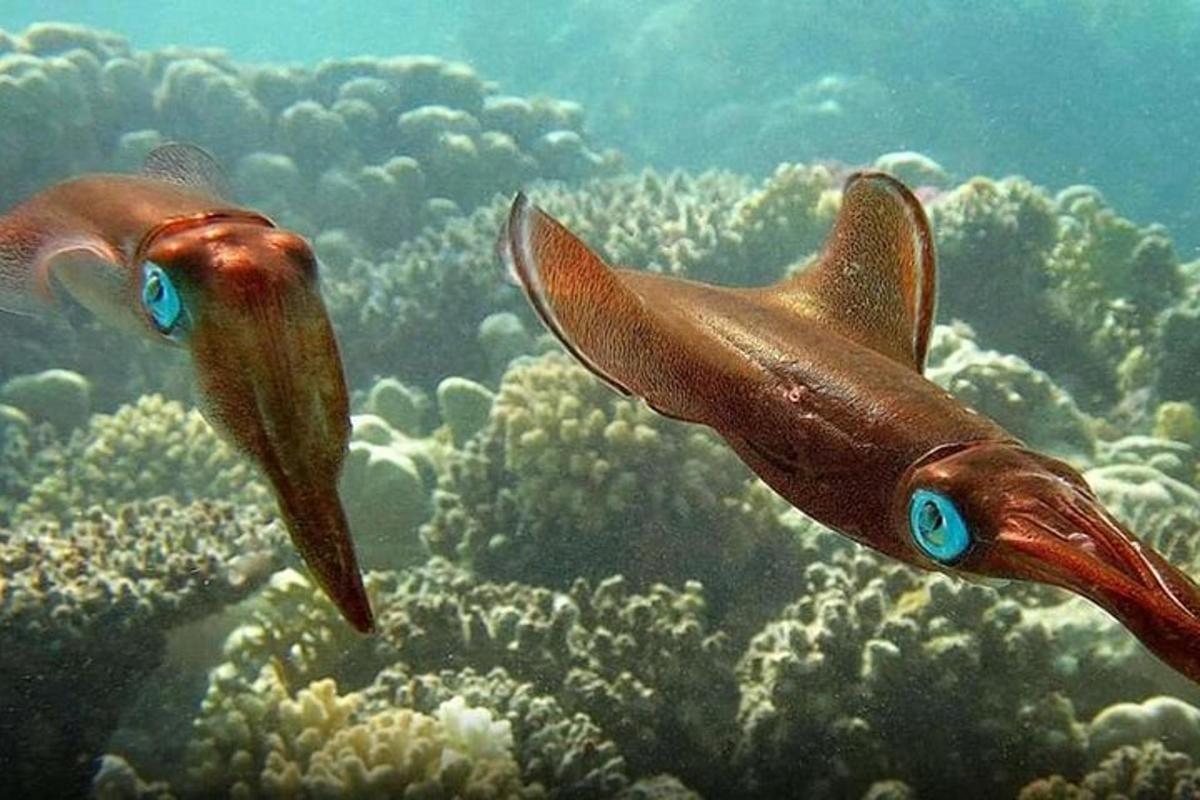 due pesci pappagallo che nuotano nell'oceano sulla barriera corallina