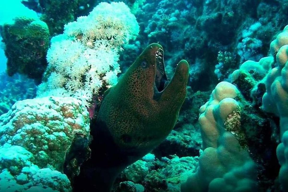 un pesce nuota su una barriera corallina