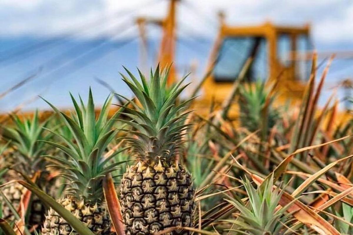 a group of pineapples in a field with a tractor