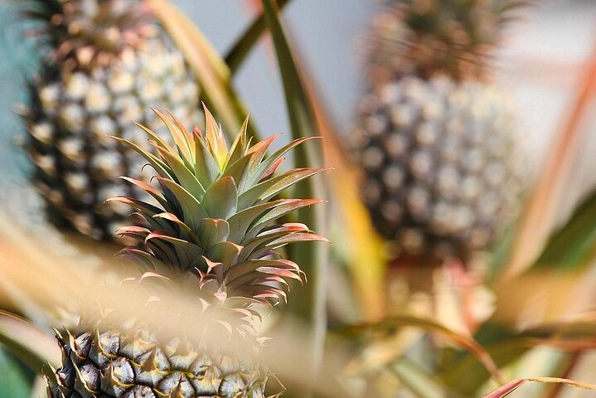 a close up of a pineapple hanging from a tree