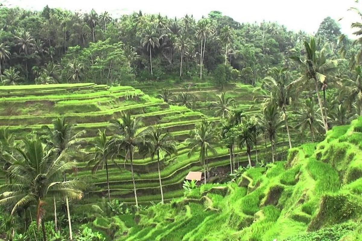 một cánh đồng xanh với những cây cọ trên đồi
