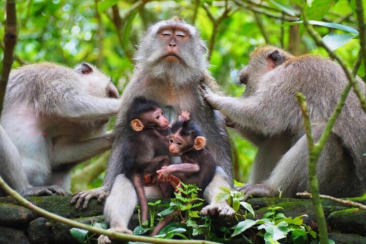 một nhóm khỉ đang ngồi trong rừng