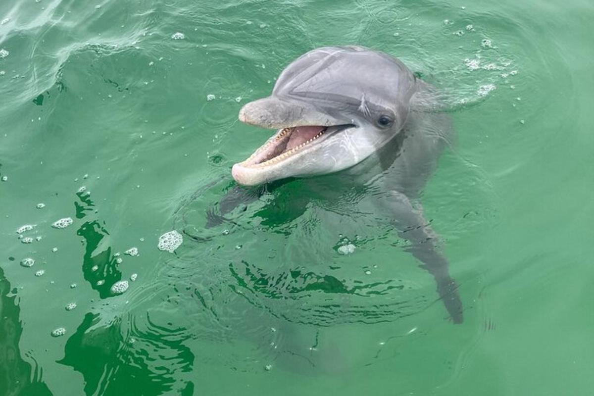 a dolphin in the water with its mouth open