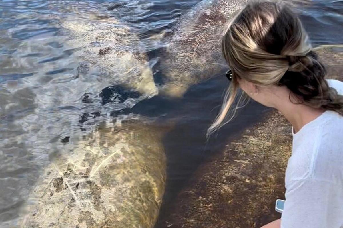 a woman standing next to a large elephant in the water