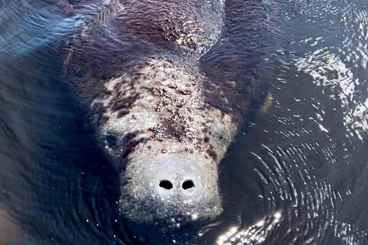 a large black bear swimming in the water