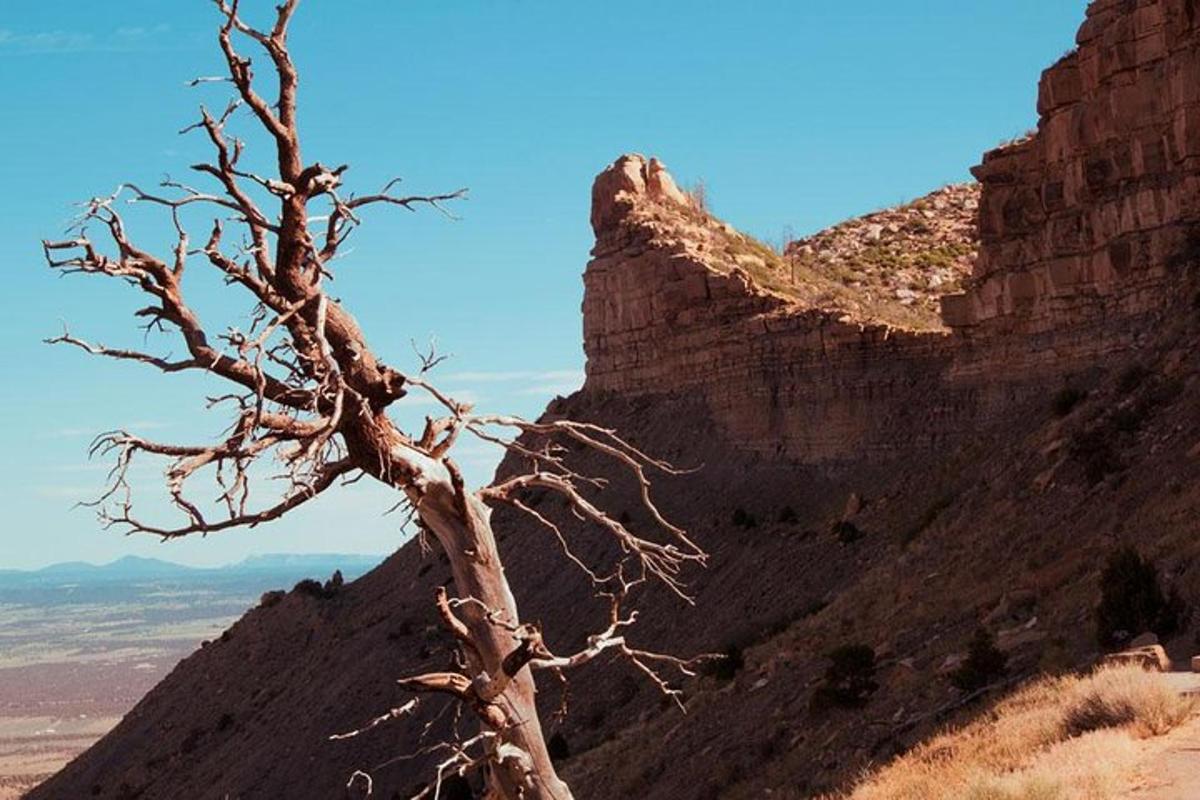 a dead tree on the side of a mountain