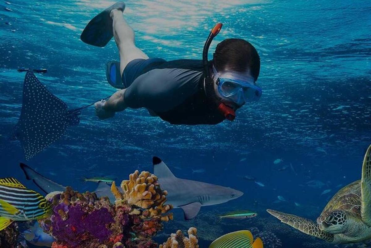 una dona neda a l'oceà amb un tauró