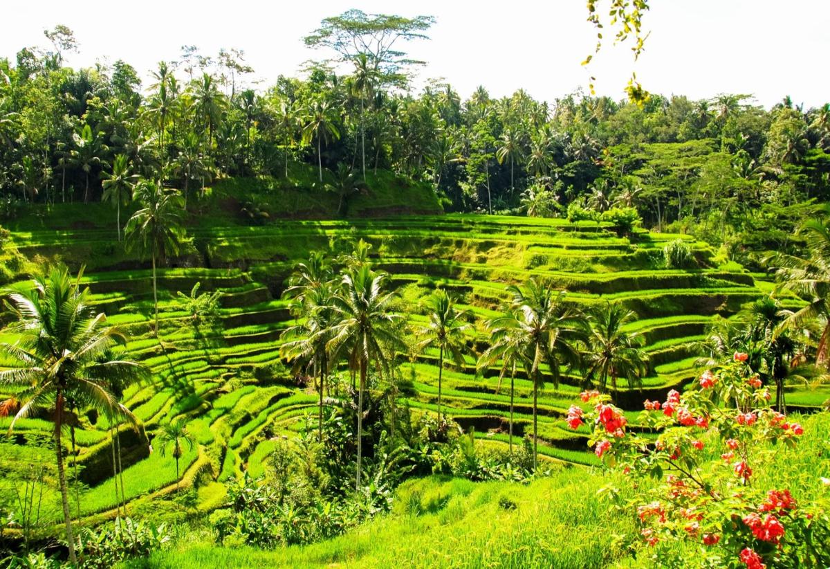 sebuah sawah padi di filipina