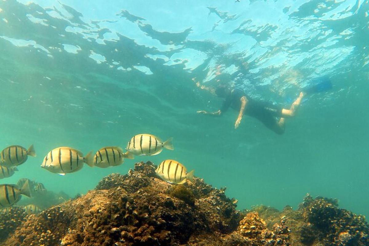 un gruppo di pesci che nuotano nell'oceano