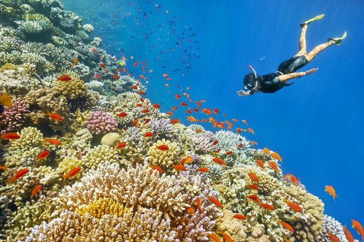 a person swimming over a coral reef with fish