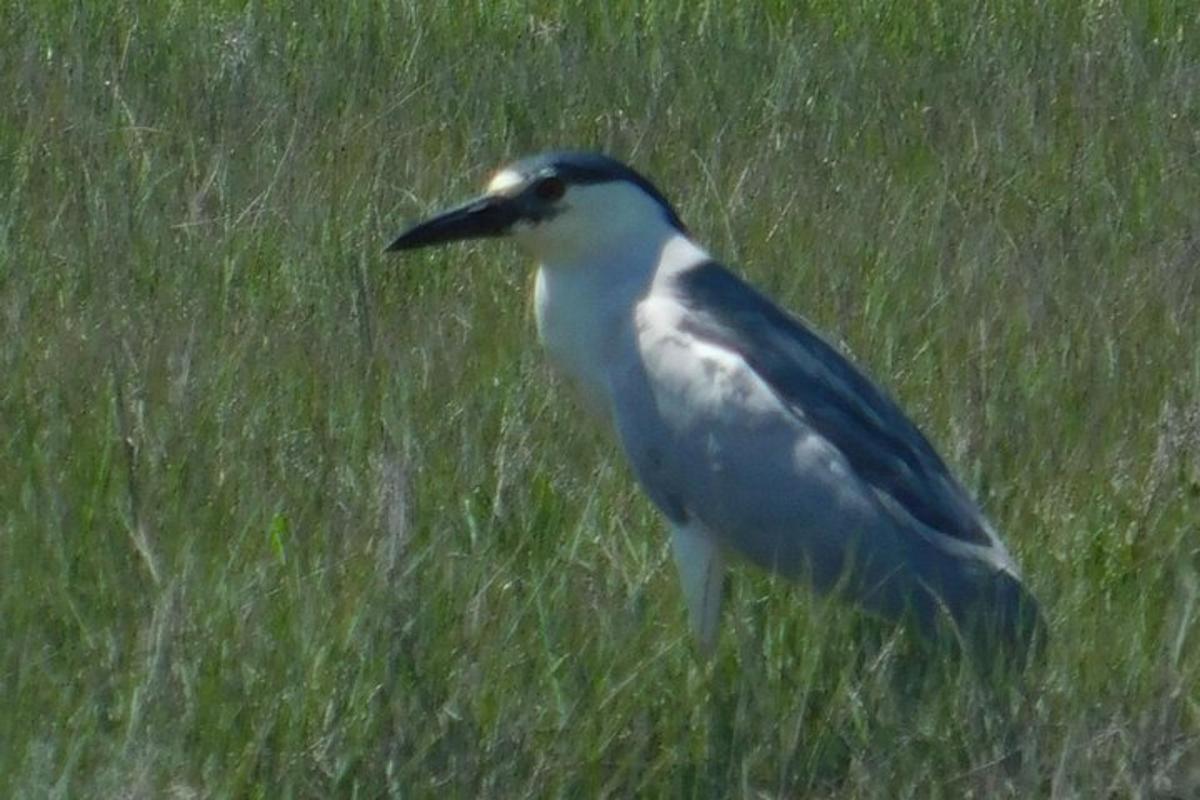 a bird standing in a field of grass