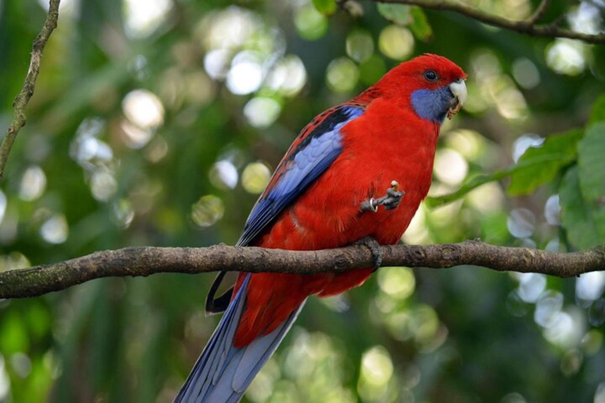 un uccello rosso seduto su un ramo di un albero