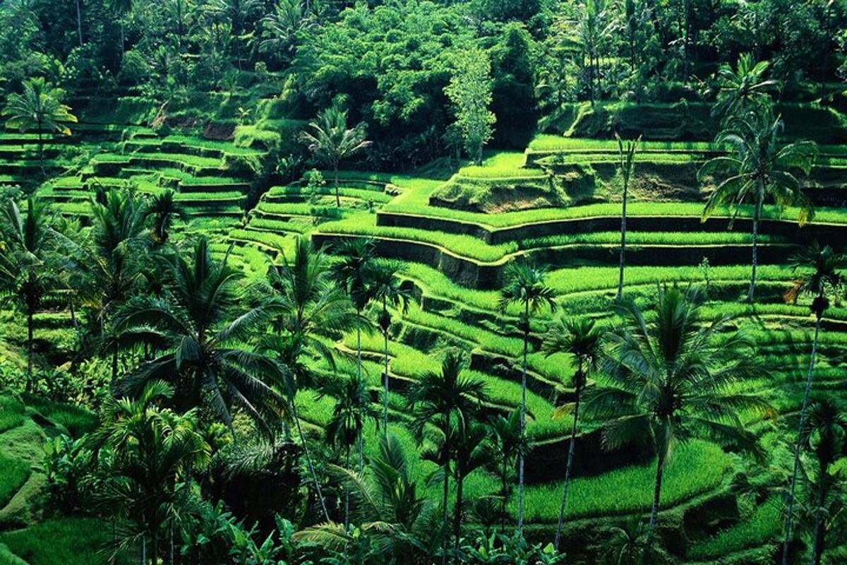 padang hijau yang subur dengan pokok palma di atas bukit