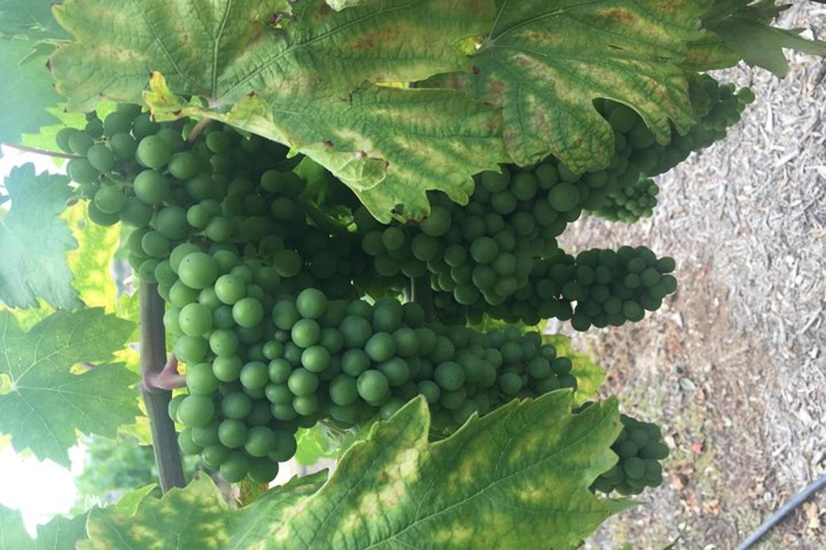 eine Reihe grüner Weintrauben an einem Weinstock