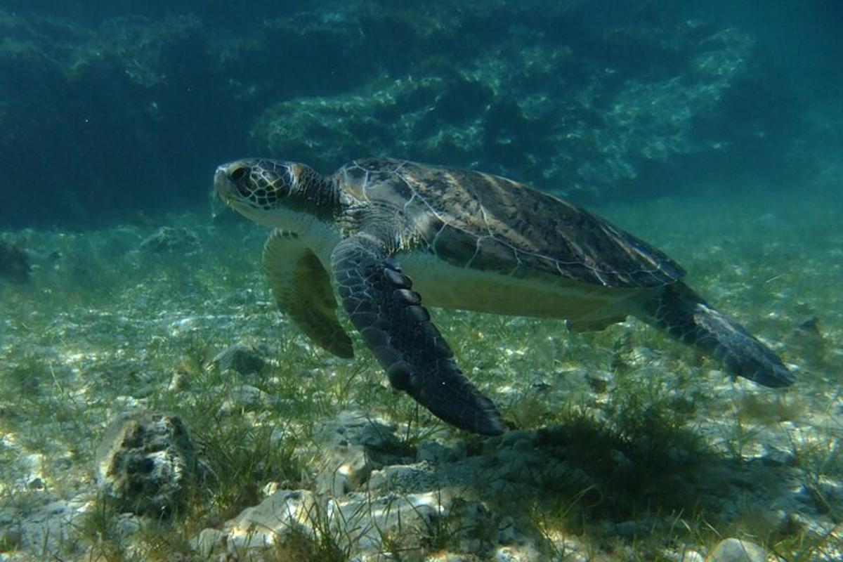 penyu hijau berenang di dalam air
