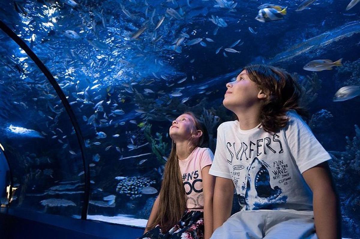 two children looking at fish in an aquarium