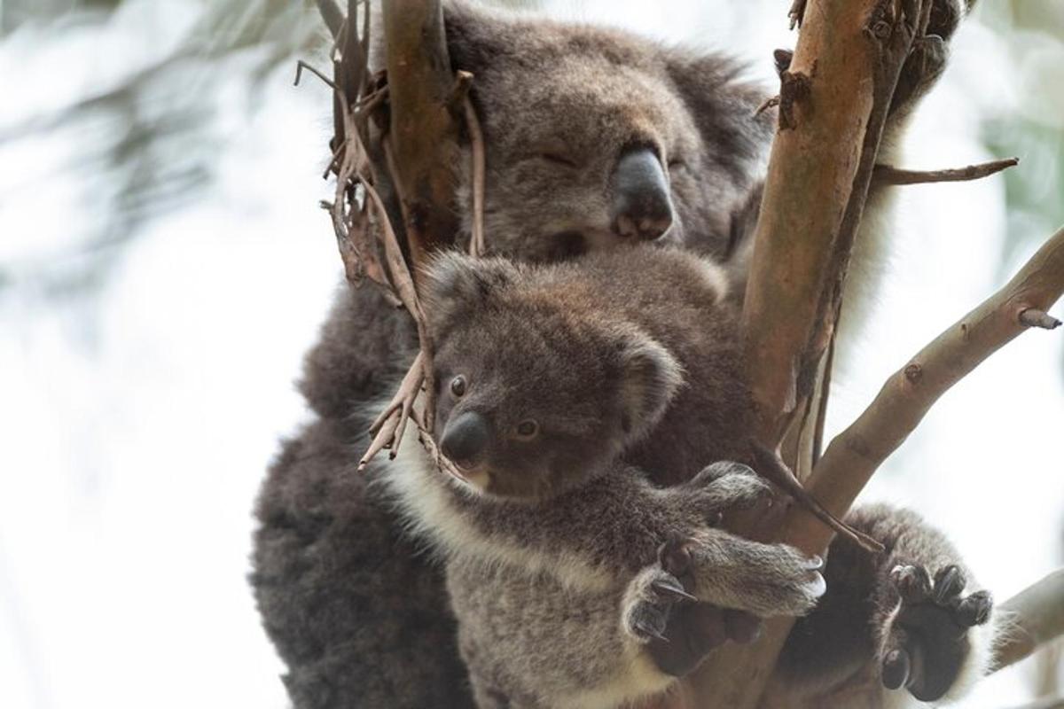 a mother koala and her baby in a tree