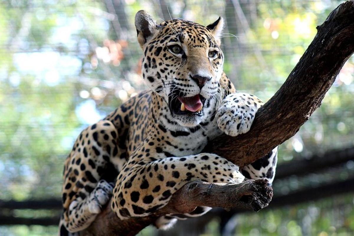 a jaguar is sitting on a tree branch