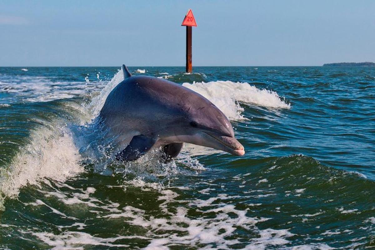 delfin v vodi v oceanu