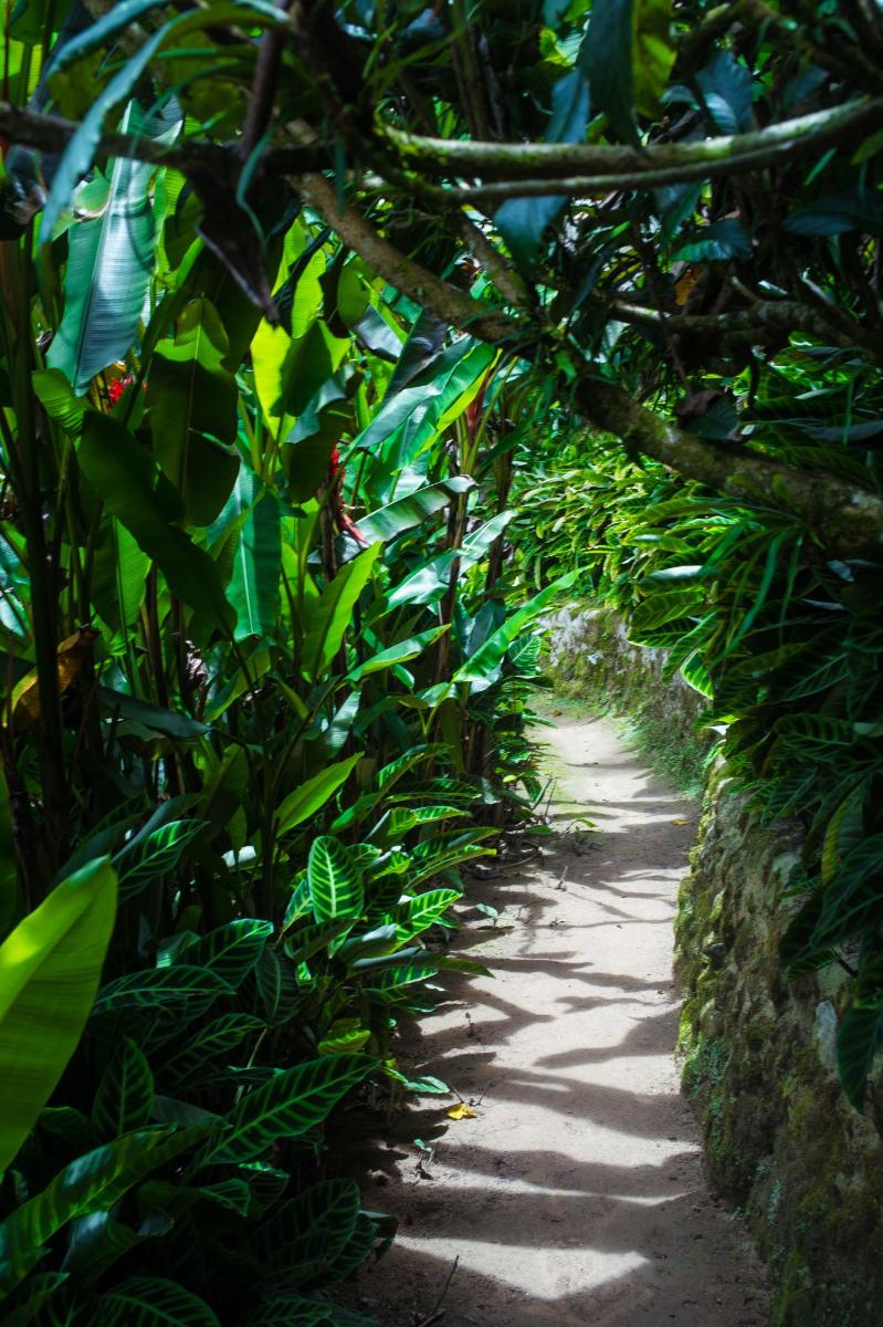 a path through a forest of green plants