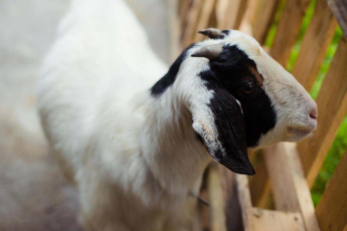 a black and white goat standing next to a wooden fence