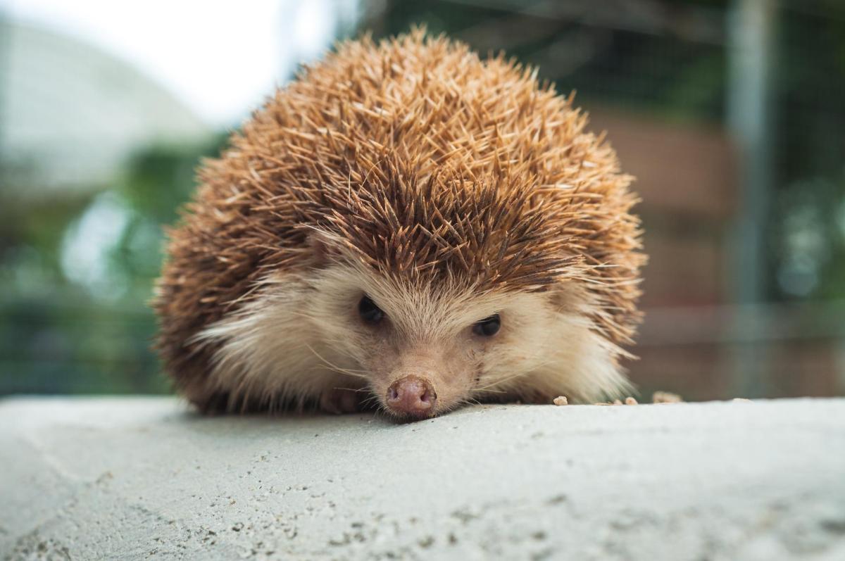 a hedgehog sitting on top of a wall