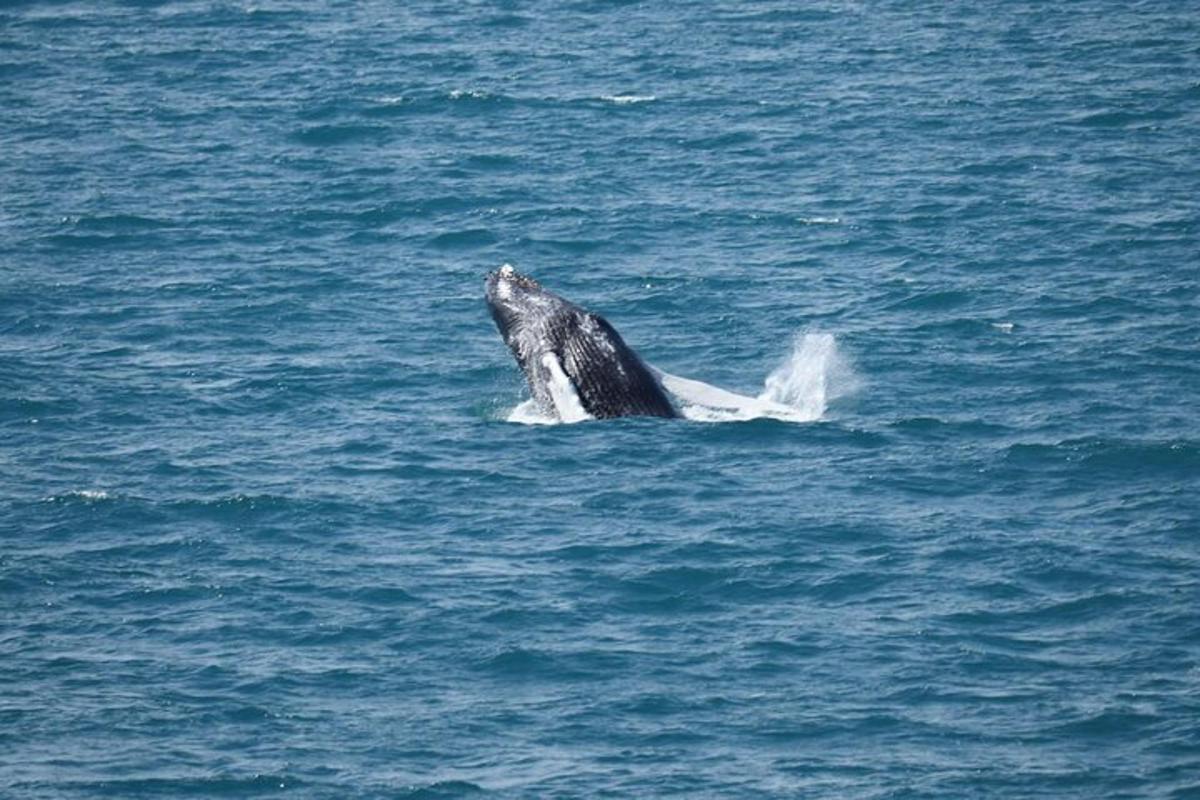 a dolphin in the water with its mouth open