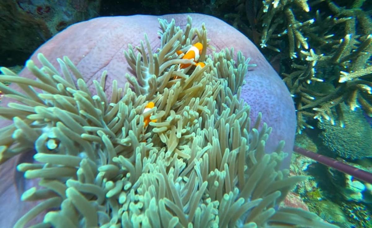 Una imagen submarina de un coral con un pez payaso.