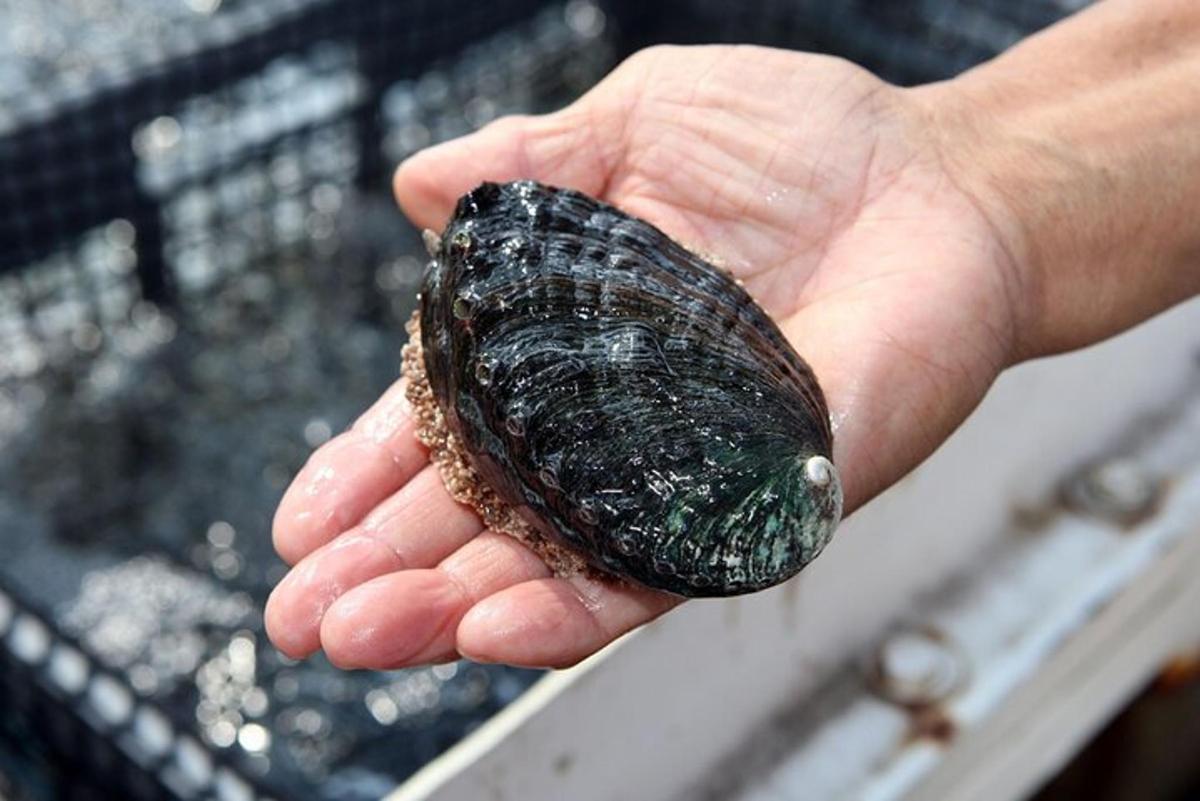 a person holding a turtle in their hand