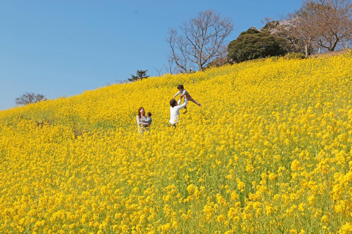 two people walking in a field of yellow flowers