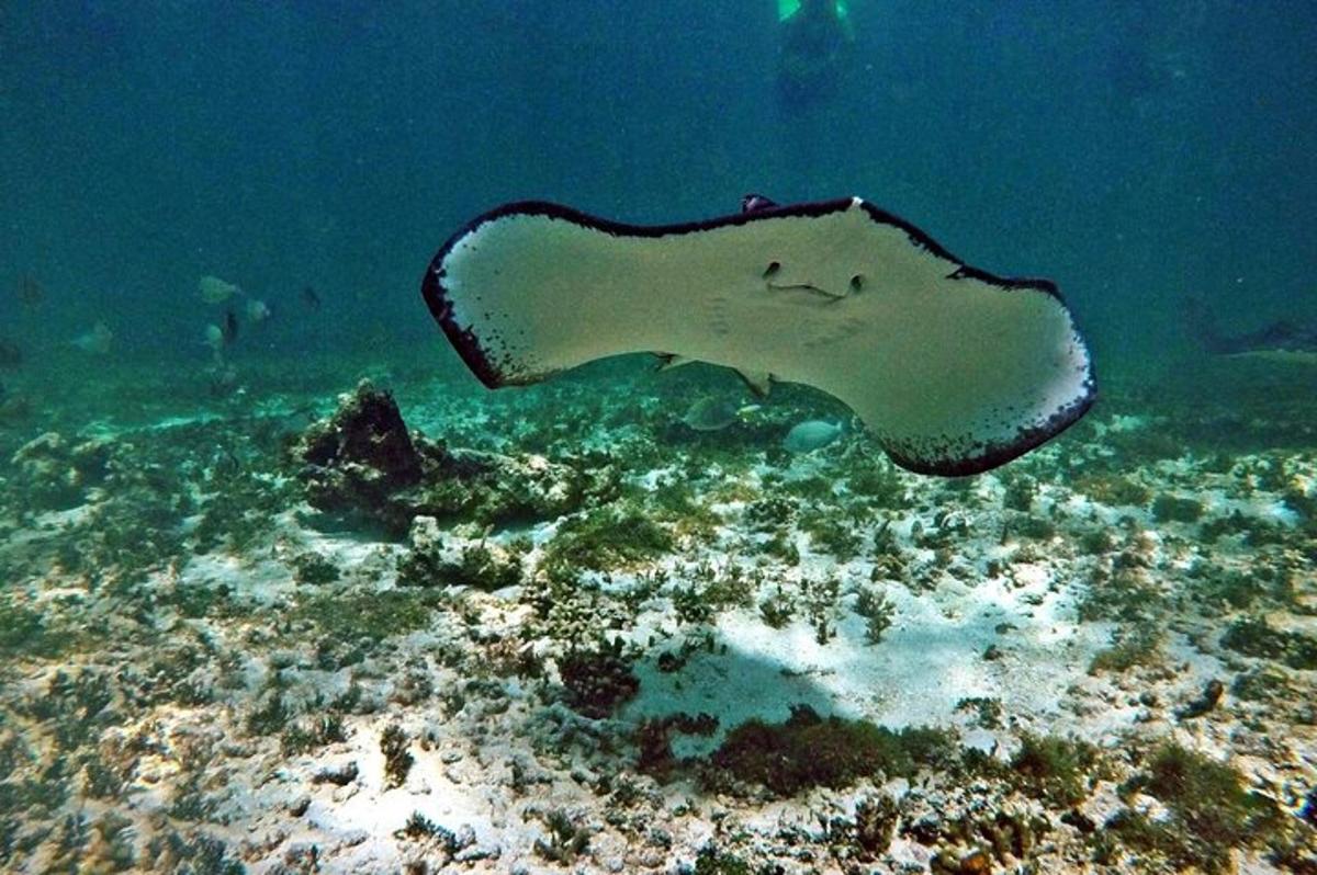 a large stingray swimming over a coral reef