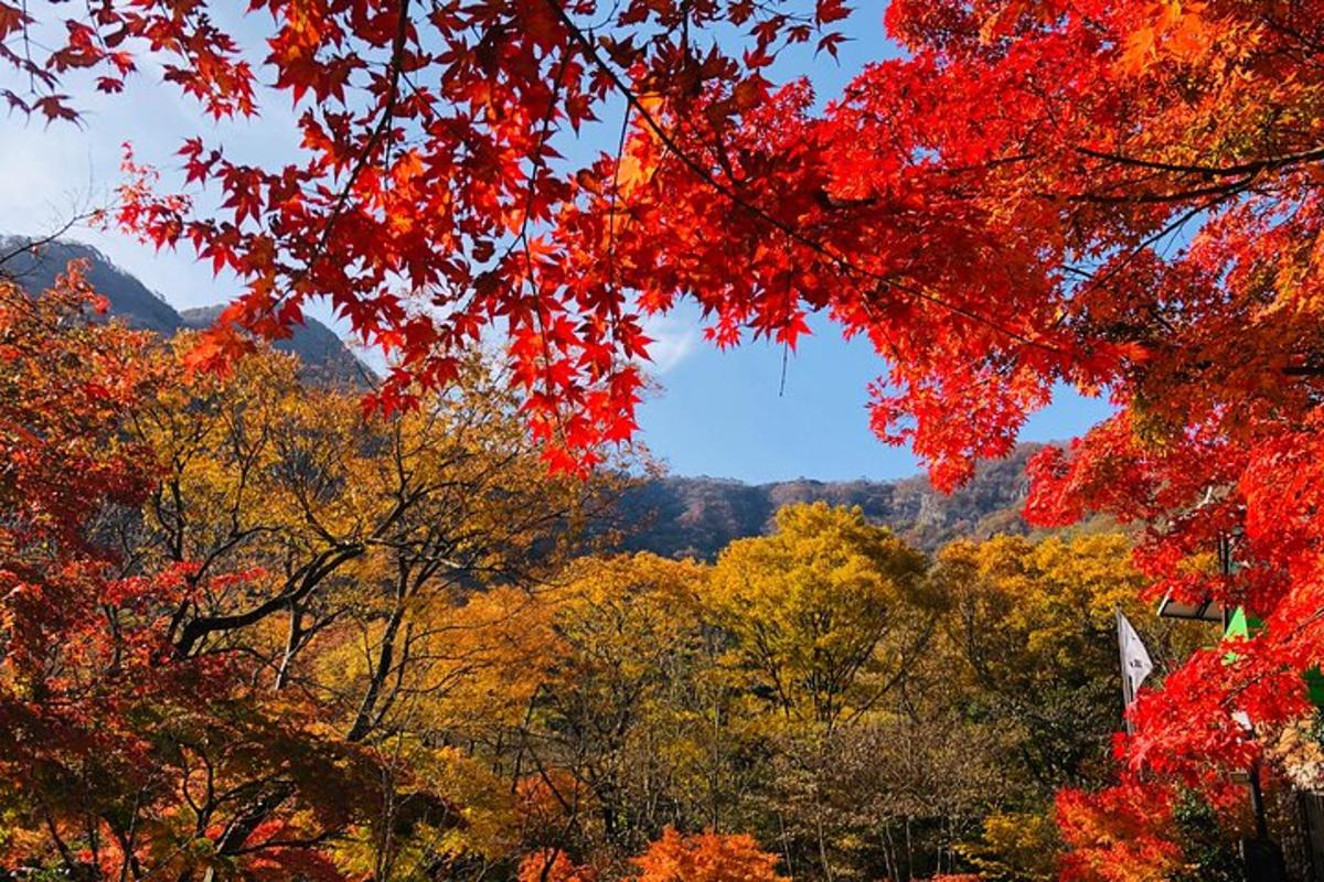 pemandangan hutan dengan warna musim luruh