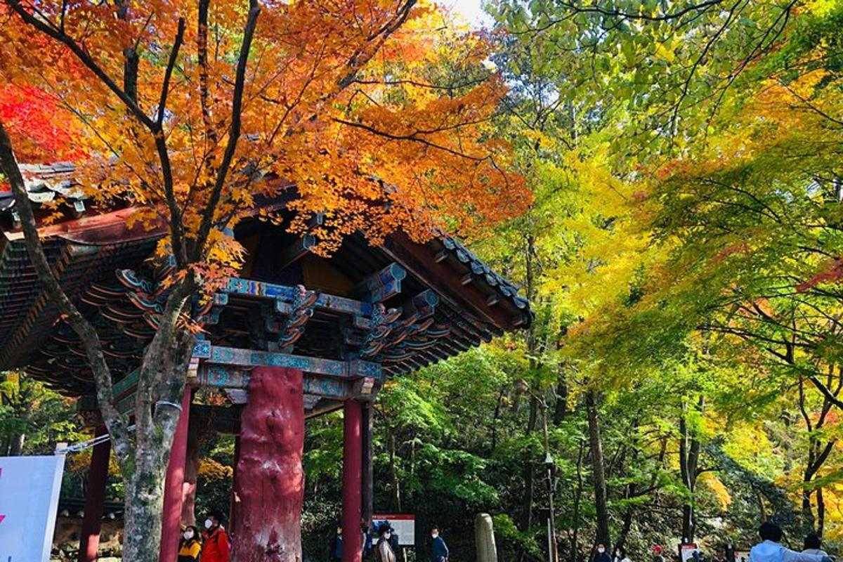 Un árbol con hojas de colores en un parque.