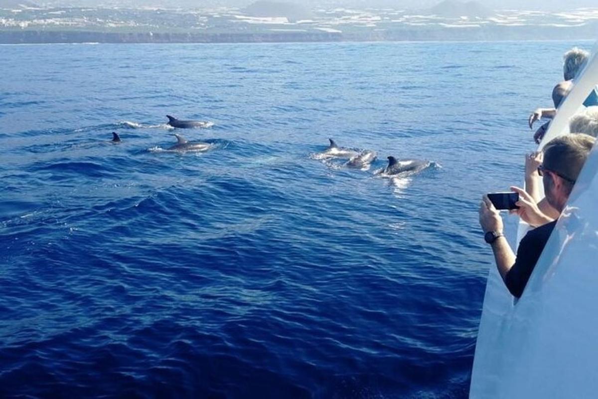 a group of people taking pictures of dolphins in the water