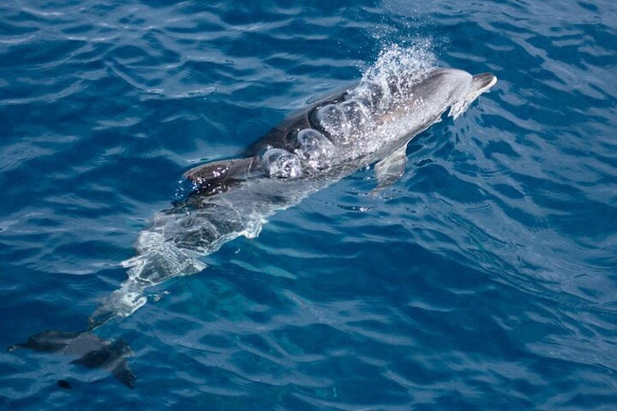 a dolphin is running in the water