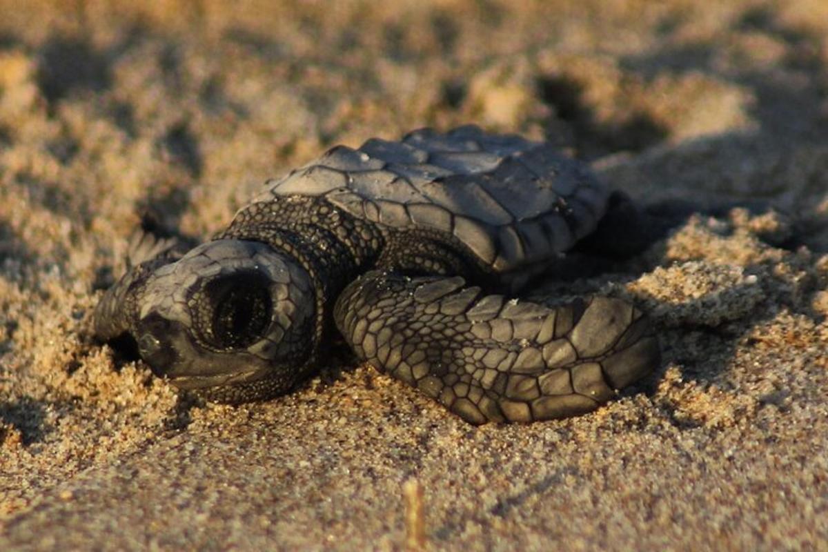 a baby turtle is laying in the sand