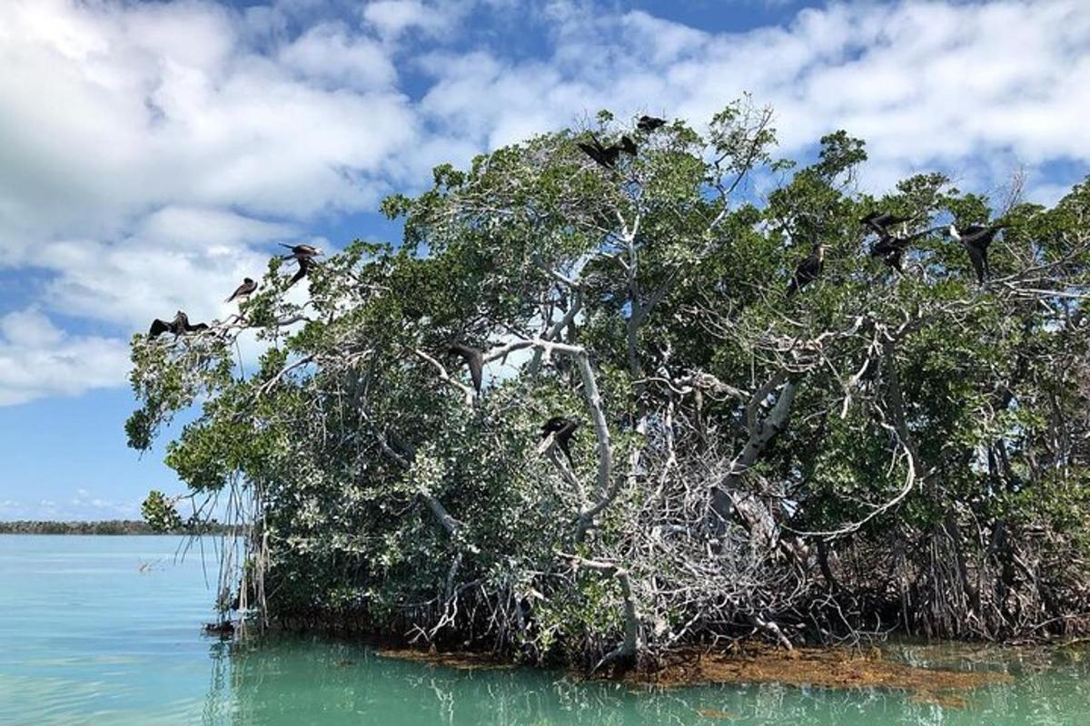 a group of birds sitting on a tree in the water