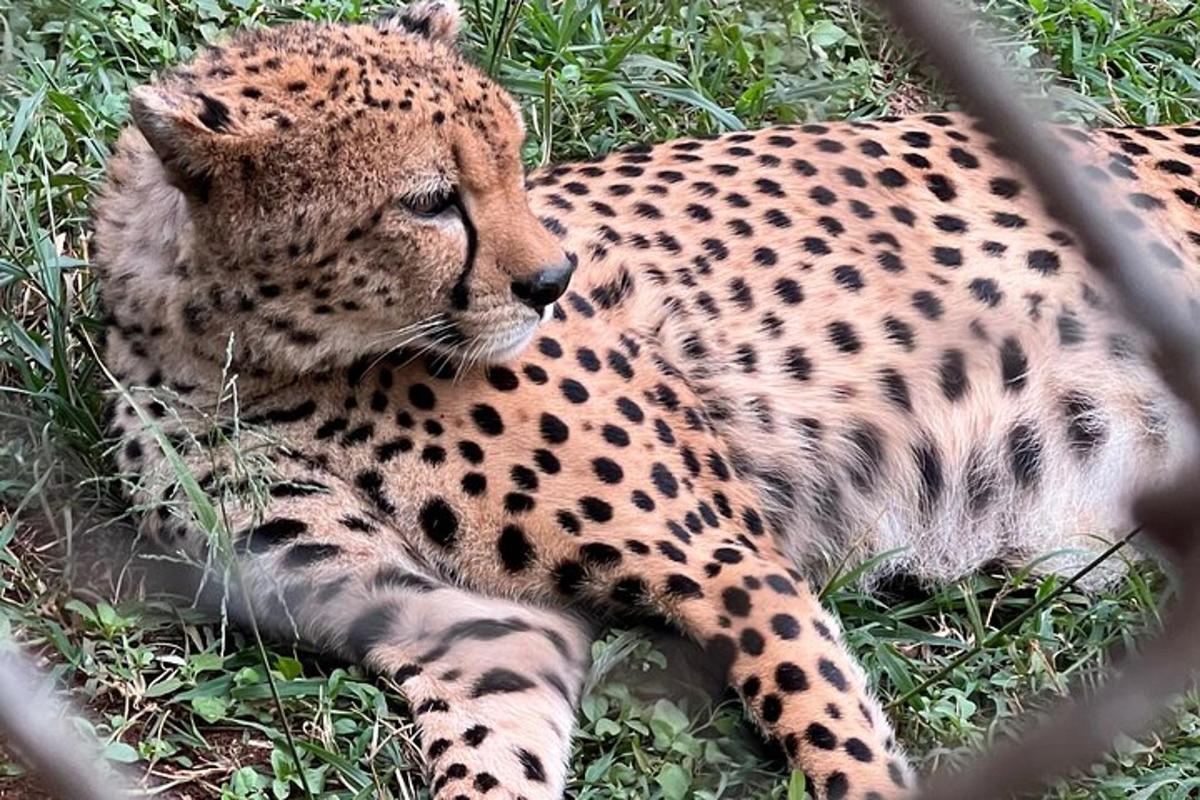 un guépard allongé dans l'herbe