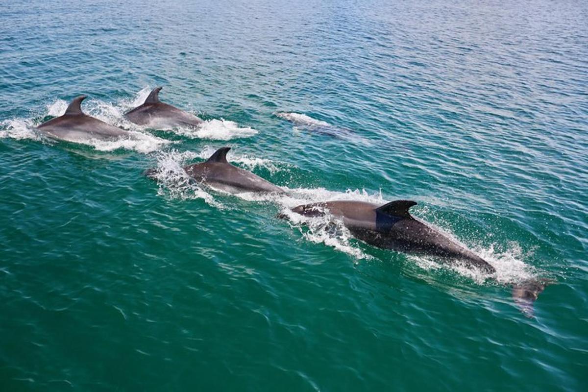 a group of dolphins swimming in the water