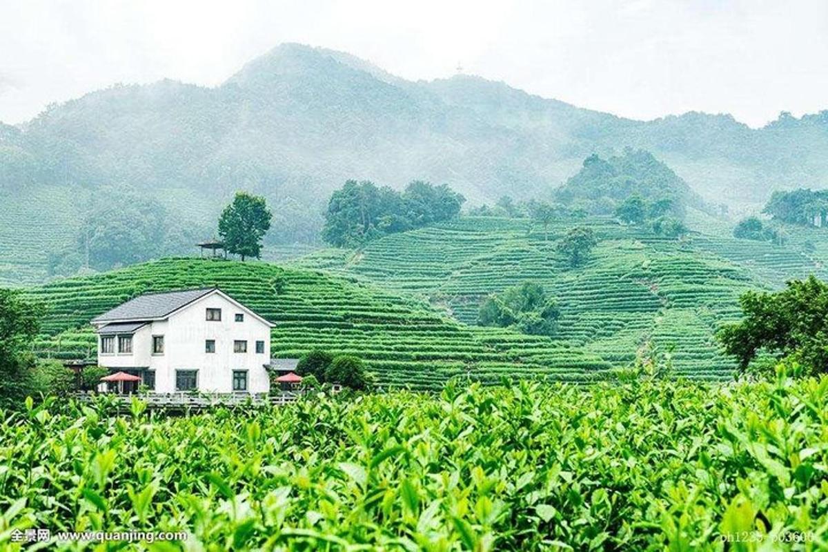 a house in the middle of a field of tea plantations