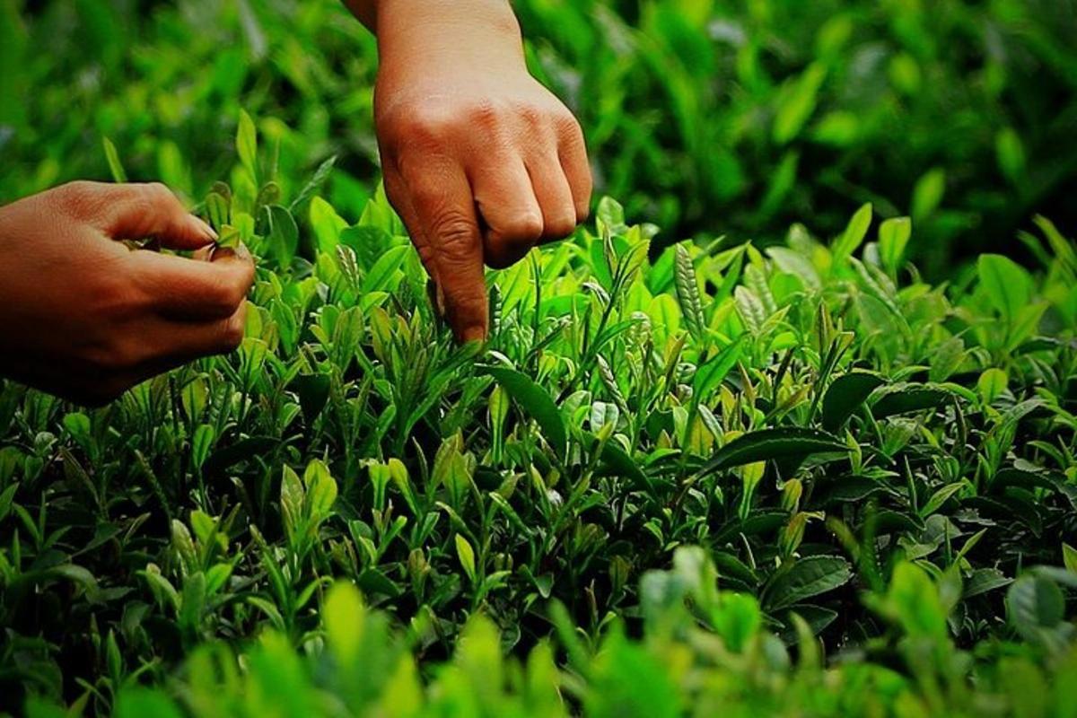a person is picking up grass from a field