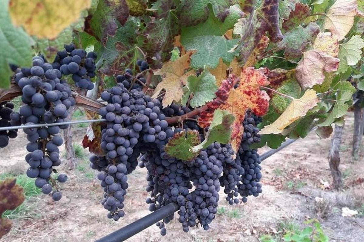 a bunch of grapes hanging from a tree