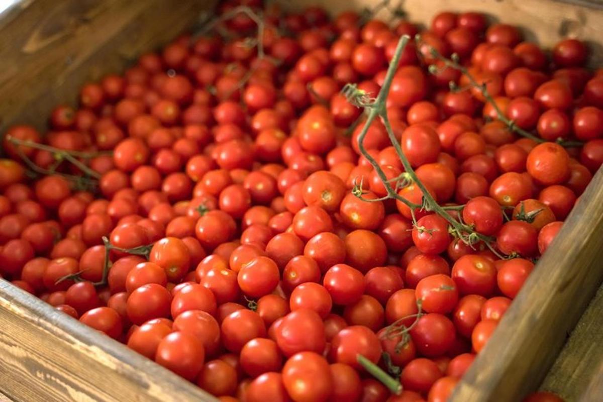 um monte de tomates em uma caixa de madeira