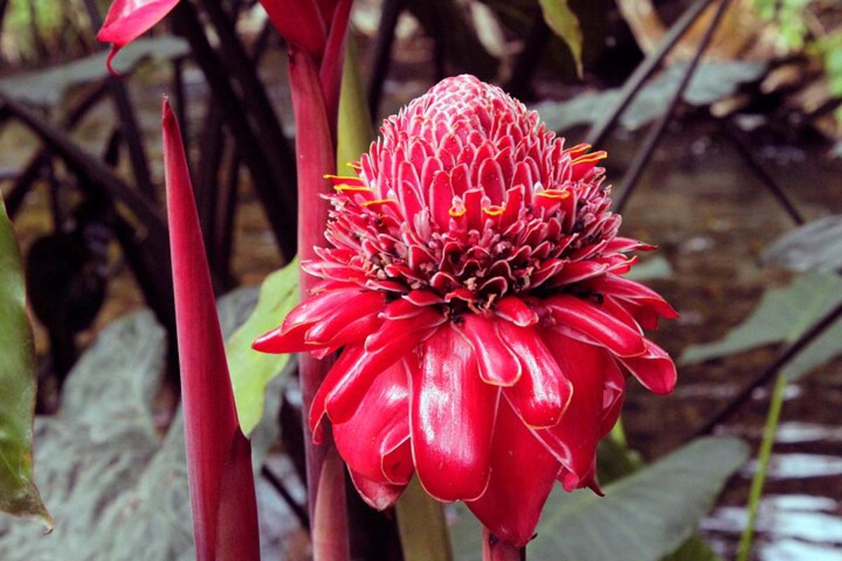 isang pulang bulaklak ang tumutubo sa isang halaman